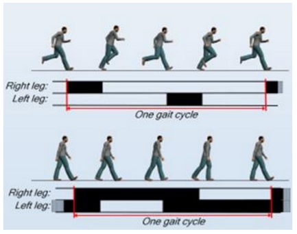 One Gait cycle