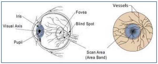 Retinal Scanning