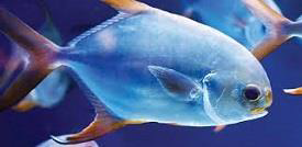 Indian Pompano Fish