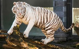 Bajirao White Tiger