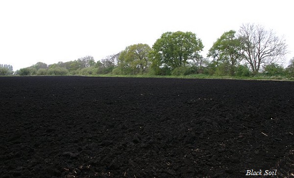 Black Soil