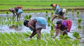Tamil Nadu Women in Agriculture