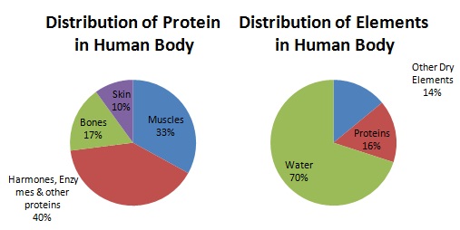 Distribution of Proteins
