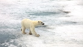 Polar Tourism