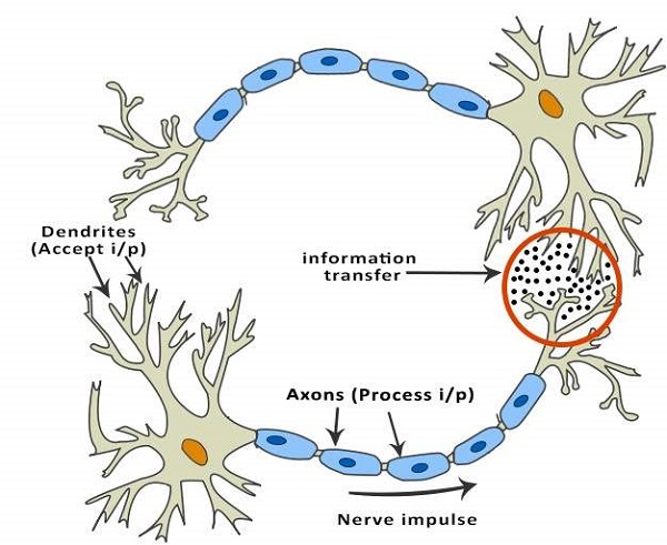 Cấu trúc của Neuron