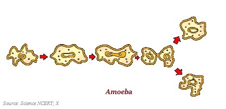 Amoeba Fission