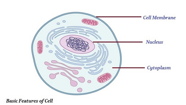 Basic Features of Cell