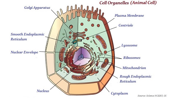 Biology - The Fundamental Unit of Life