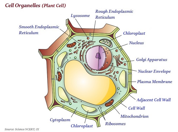 Cell Organelles Plant