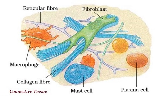 Biology - Animal Tissue