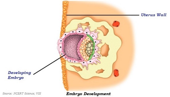 Embryo Development