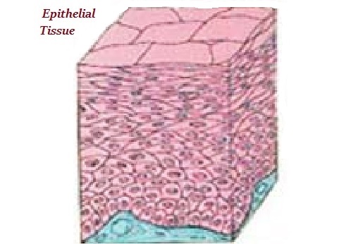 Biology - Animal Tissue
