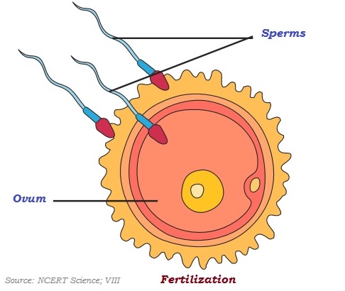 Fertilization