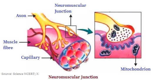 Neuromuscular Junction