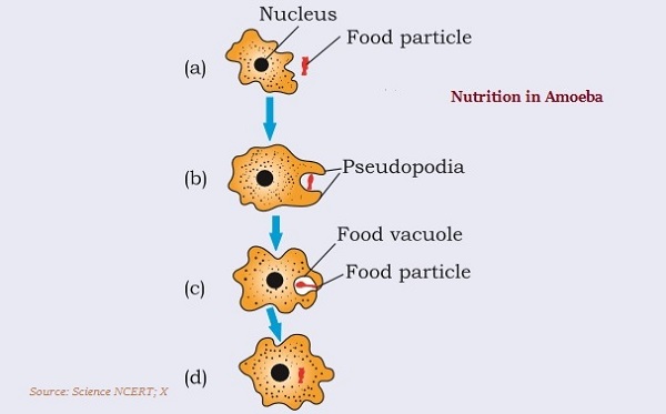 CLASSNOTES: Ncert Notes For Class 10 Biology Life Processes