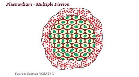 Plasmodium Multiple Fission