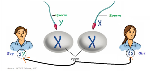 Sperm Eggs
