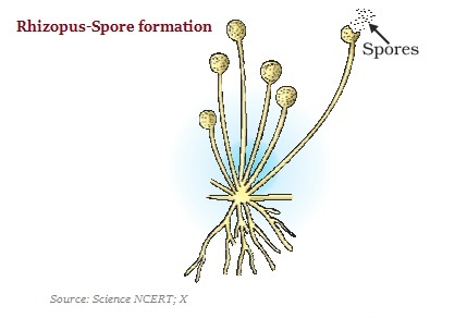 Spore Formation