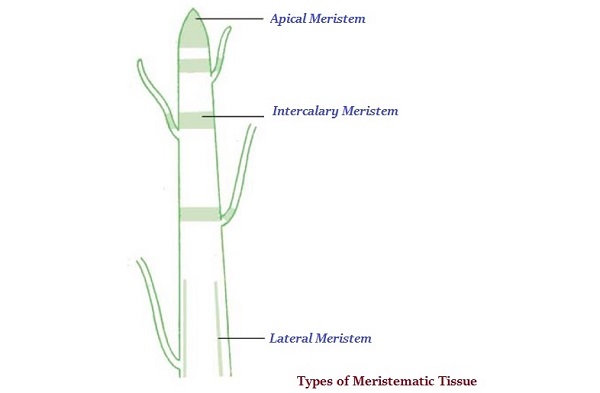 Types of Meristematic Tissue