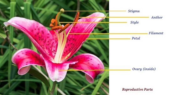 Reproductive Parts Flower