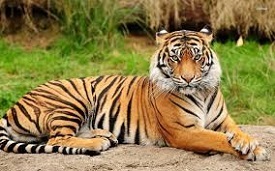 Global Tiger Population