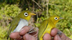 Two New Bird Species