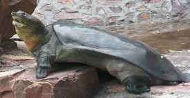 Yangtze Giant Softshell Turtle