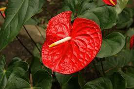 New Varieties of Anthurium