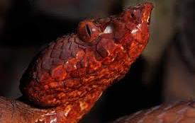 Species of Pit Viper