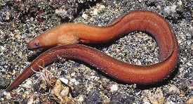 Eel