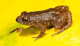 New Frog species
