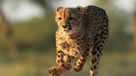 cheetah reintroduction project