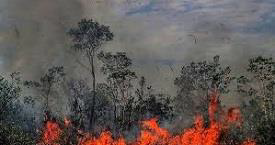 Fires To Clear Land