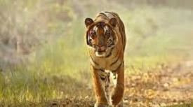 Uttarakhand Tiger Reserve