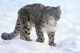 First Snow Leopard
