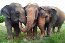 Human Elephant Conflict