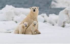 Polar Bears