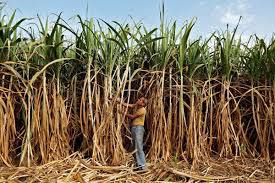 Sugarcane