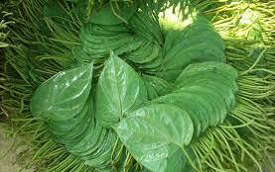Tendu Leaves