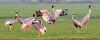 International Festival on Birds