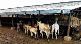 Kamdhenu Breeding Centres
