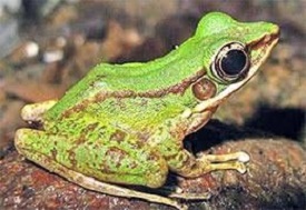 New Frog Species