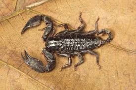 Scorpion