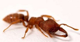Dracula Ants