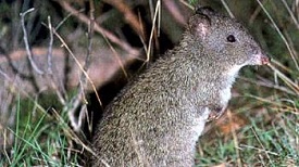 Australian Rat Mammal