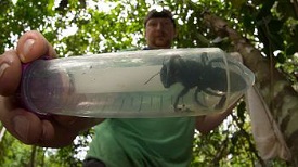 Largest Bee
