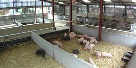 Mizoram Banned Import of Pigs