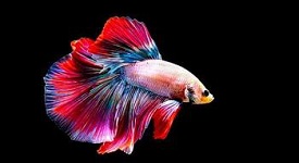 Siamese Fighting Fish