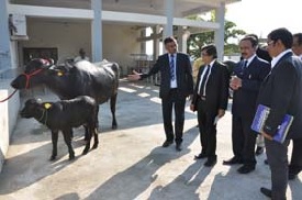 Central Institute for Research on Buffaloes