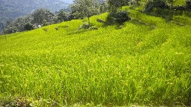 Sikkim Organic State